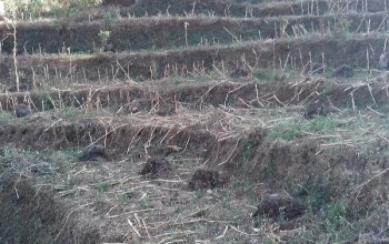 दार्चुलामा हिउँदेबाली सुक्दै 